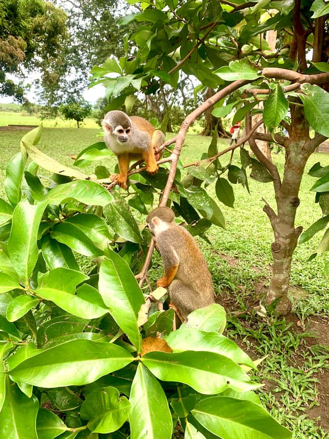 2-Day All Inclusive Guided Jungle Tour from Iquitos - From Iquitos to the Nanay River