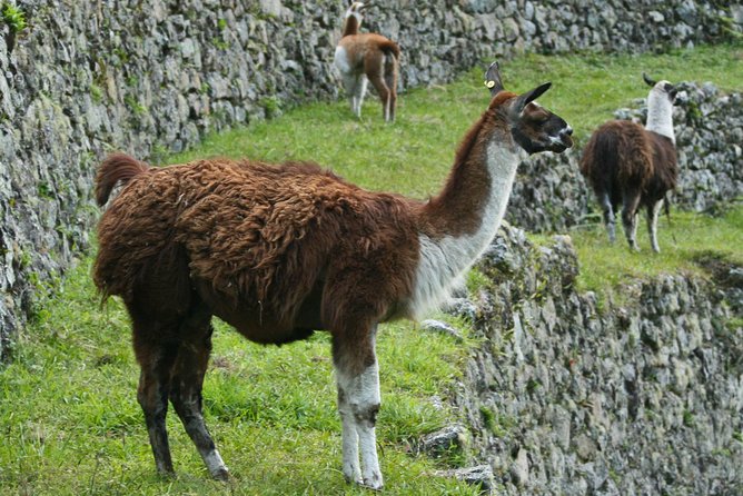 2 Day - Short Inca Trail to Machu Picchu - Group Service - The 5:30am bus and Machu Picchu visit