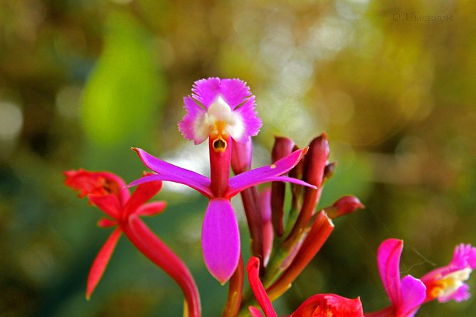 2 Day - Short Inca trail to Machu Picchu - Private Services - Why this short Inca Trail works