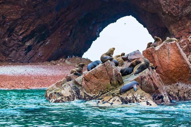 2-Hour Tour to the Ballestas Islands from Puerto San Martín - Key points to know before booking
