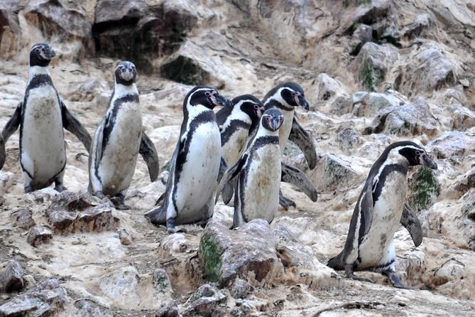 2-Hour Tour to the Ballestas Islands from Puerto San Martín - Reaching the rocky islands and their resident wildlife