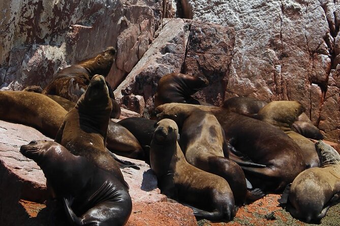 2-Hour Tour to the Ballestas Islands from Puerto San Martín - Sun, wind, and the covered speedboat
