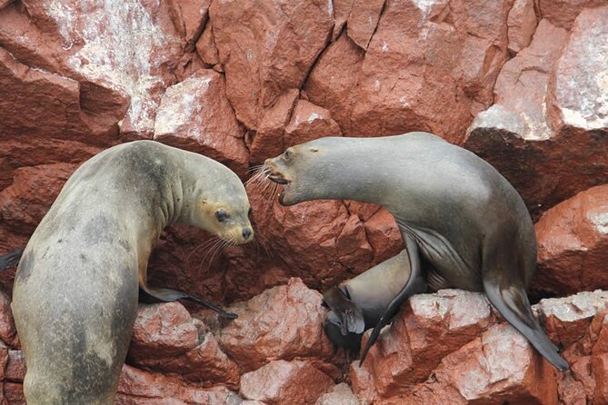 2-Hour Tour to the Ballestas Islands from Puerto San Martín - Ten minutes to the Candelabra on the peninsula