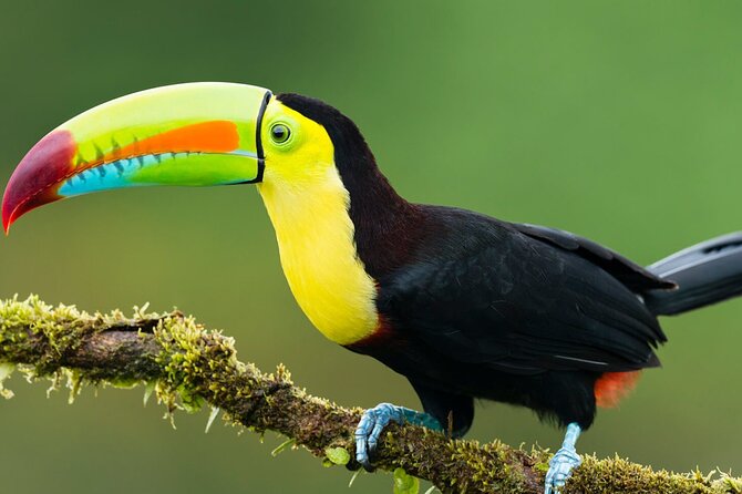 3-Day All Inclusive Guided Jungle Tour from Iquitos at Maniti Eco-Lodge - Leaving Iquitos by boat at 9 a.m.