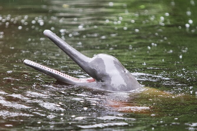 3-Day All Inclusive Guided Jungle Tour from Iquitos at Maniti Eco-Lodge - Sunrise, wildlife, and a morning on the river