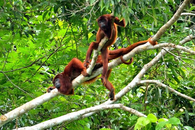 3-Day Eco-Sustainable Private Tour Manu National Park - Comfort, fitness, weather, and packing