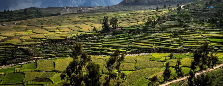 3-day trek to the Colca Canyon from Arequipa ending in Puno - The 5:00 a.m. climb out of the canyon