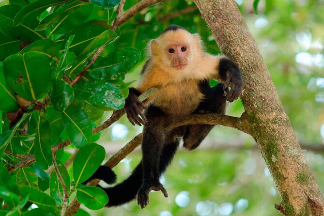 4 Day Tambopata Jungle Tour with Local Guide - Key points at a glance