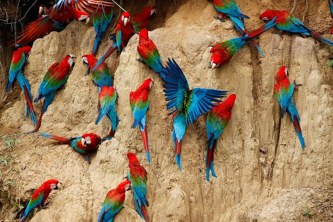 4 Day Tambopata Jungle Tour with Local Guide - Day four: parrots at sunrise and a quick return