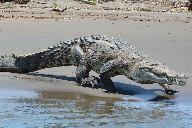 4 Day Tambopata Jungle Tour with Local Guide - Guides make the difference