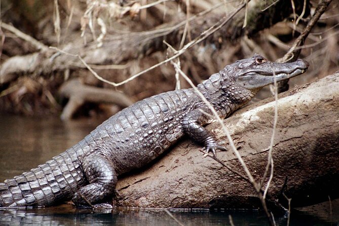 4 Day Tambopata Jungle Tour with Local Guide - Who will get the best value from this trip