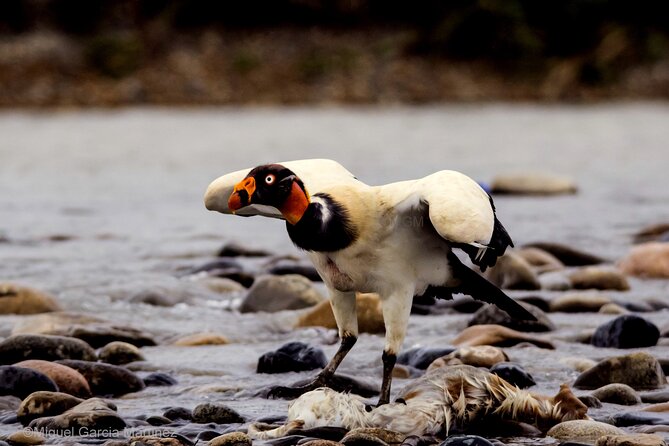 4 Day Tour to the Manu National Park - River Country Begins at Atalaya