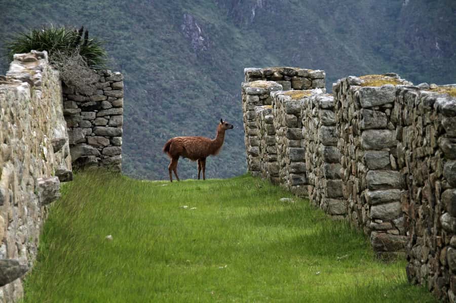 5-Day Classic Salkantay Trek to Machu Picchu return by Train - Why this Salkantay route is worth five days