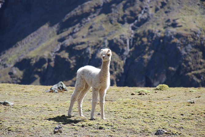 5 Day - Salkantay trek to Machu Picchu - Group Service - Guides, cooks, and the human side of the trek