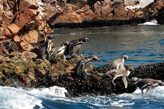 7-Hours Tour in Paracas National Reserve with Pickup - Two very different Paracas experiences in one morning