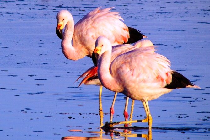 8-Hours Tour in Arequipa Laguna de Salinas with Pick-up - Laguna de Salinas and the reflection question