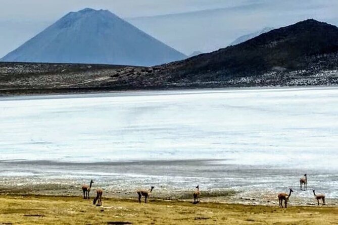 8-Hours Tour in Arequipa Laguna de Salinas with Pick-up - The guide makes a major difference