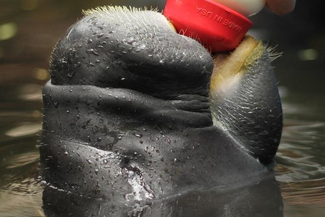 Amazon Rescue Center - Manatees Conservation Center Admission Ticket - Why the manatee nursery matters