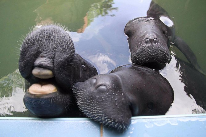 Amazon Rescue Center - Manatees Conservation Center Admission Ticket - The flooded forest interpretation center