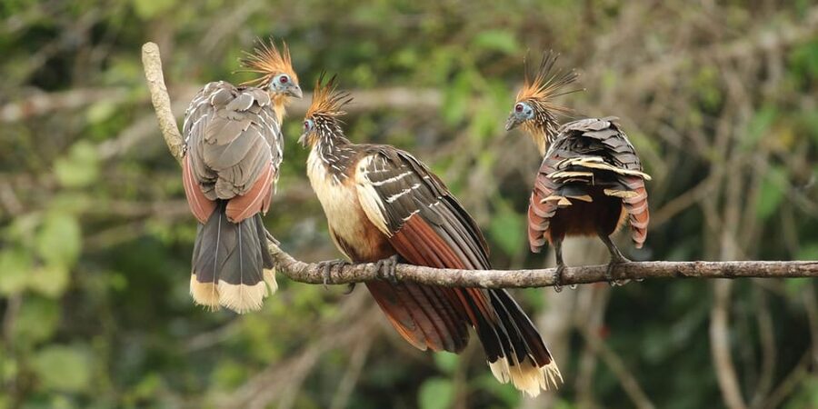 Amazonas Manu Cultural Zone 4 Days / 3 Nights - Who should book this Manu trip