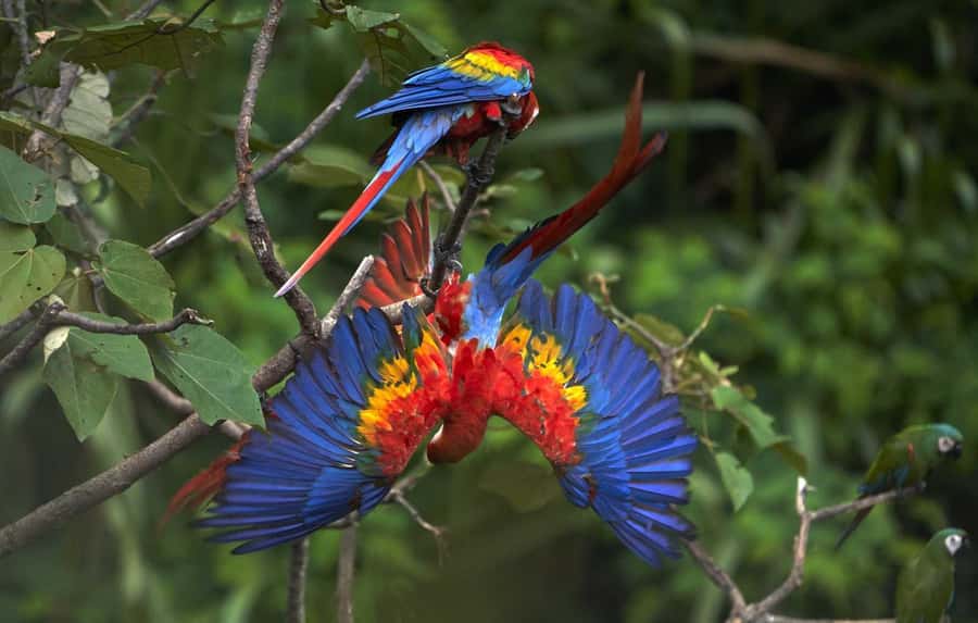 Amazonas Manu Cultural Zone 4 Days / 3 Nights - Atalaya and the 30-minute river ride