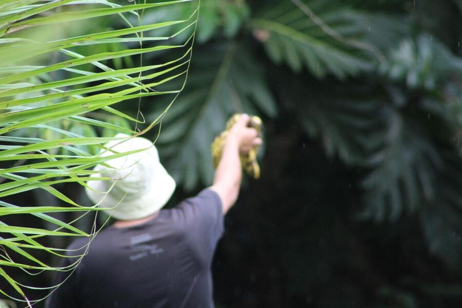 Amazonian Adventure 3 Days: Exploring the Jungle from Cusco - Day 3: medicinal plants and the road back to Cusco