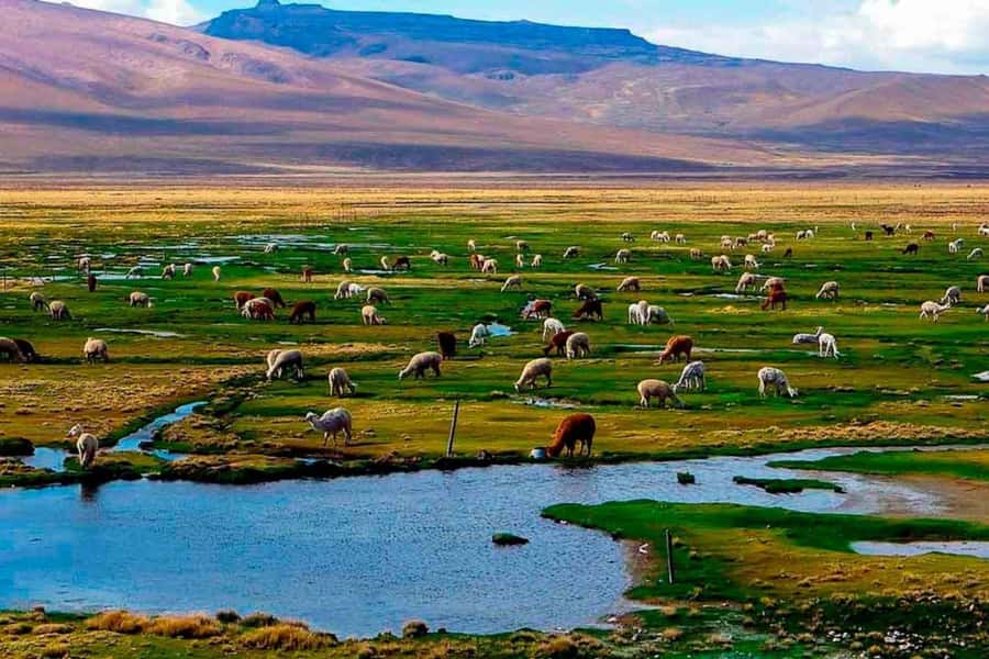 Arequipa: 1-Day Colca Canyon + Thermal Baths Tour - Cruz del Condor and the canyon’s main show