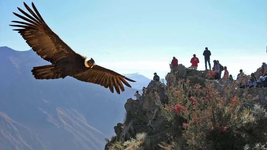 Arequipa: 2-Day Colca Canyon Classic Tour return to Arequipa - The road from Arequipa to the high Andes