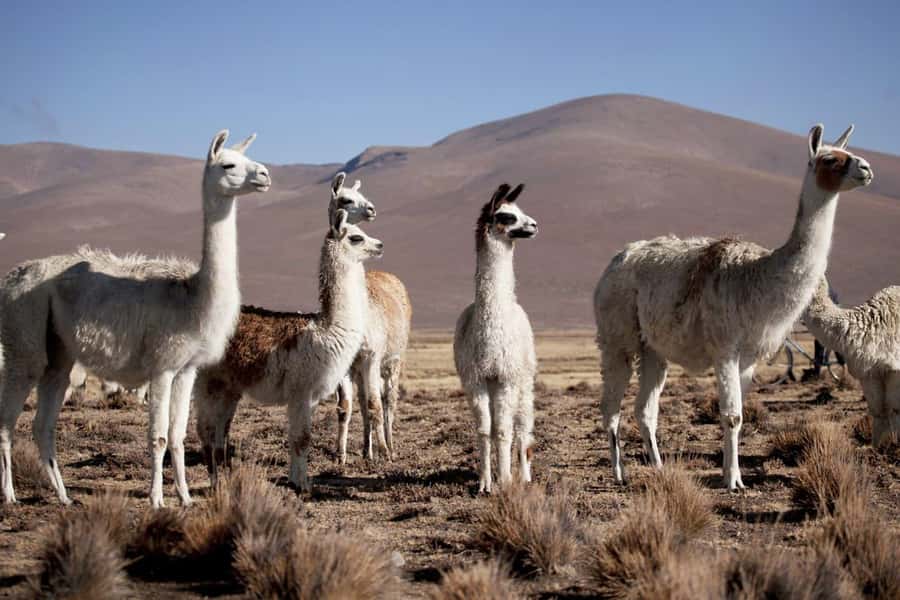 Arequipa: 2-Day Colca Canyon Classic Tour return to Arequipa - Transport, guides, and the Puno option