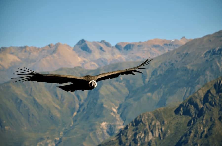 Arequipa: 2-Day Colca Canyon Classic Tour return to Arequipa - What the $35 price really covers
