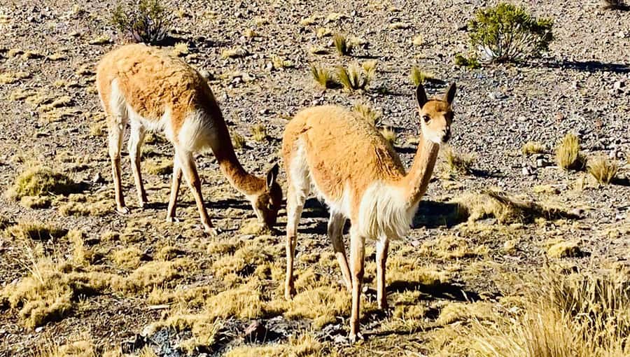 Arequipa: Catarata de Pillones and Bosque de Piedras Tour - Why Pillones makes this more than a standard Arequipa day trip
