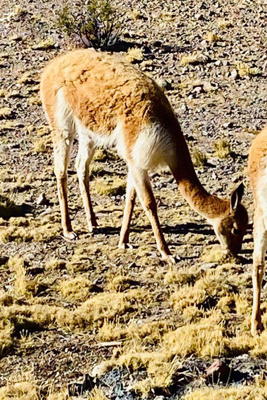 Arequipa: Catarata de Pillones and Bosque de Piedras Tour - Is $32 a fair price?