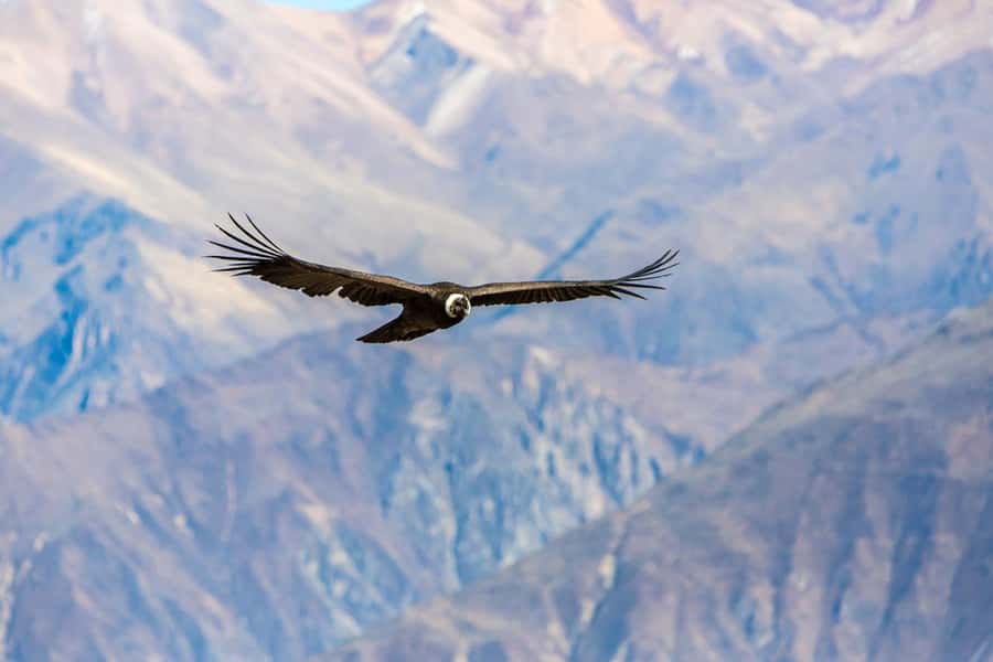 Arequipa : Colca Canyon 2-Day Adventure - Cruz del Cóndor and the morning canyon view