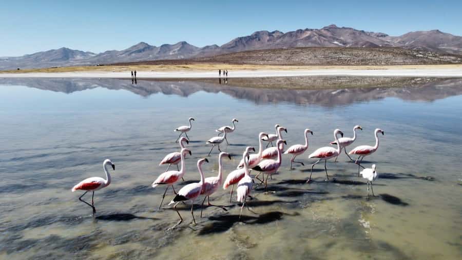 Arequipa: Full-Day Tour to Salinas Salt Lake - Who should book this salt-lake trip