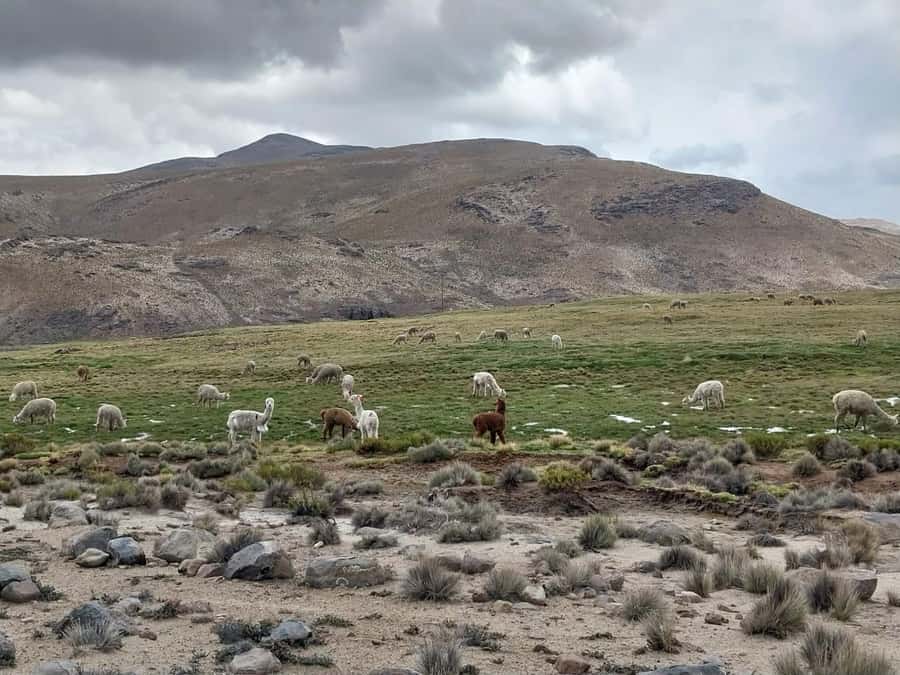 Arequipa: Full-Day Tour to Salinas Salt Lake - Salinas and Aguada Blanca: wildlife before the salt beds