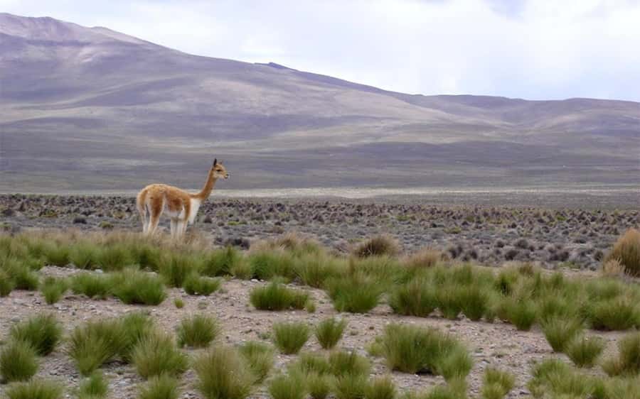 Arequipa: Fullday Colca Canyon + Lunch + Transfer to Puno - Antahuilque and Choquetico viewpoints