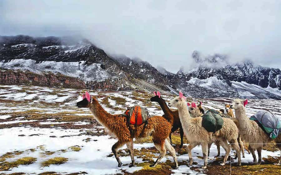 Arrive before the crowd to the Mountain in private service - Adding Red Valley to the morning