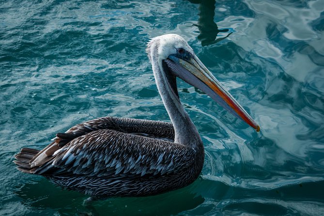 Ballestas island & Paracas reserve from PISCO CRUISESHIP TERMINAL - Guides Make the Difference