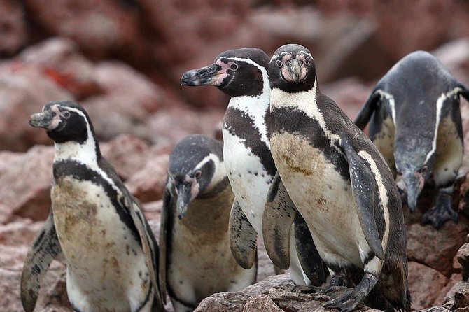 Ballestas island & Paracas reserve from PISCO CRUISESHIP TERMINAL - Is the $100 Price Fair?