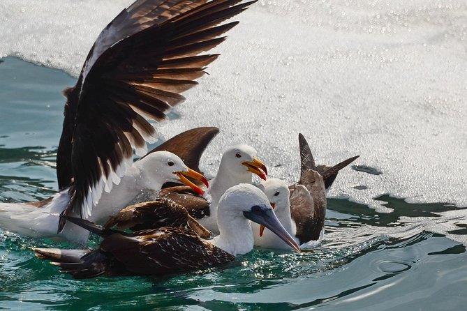 Ballestas island & Paracas reserve from PISCO CRUISESHIP TERMINAL - Group Size, Timing, and Practical Comfort