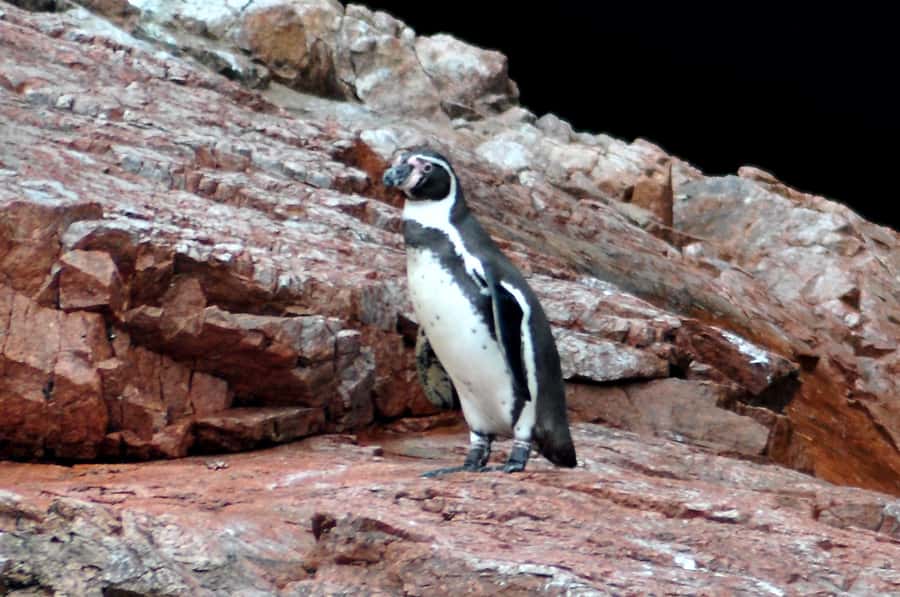 Ballestas Islands and Huacachina Oasis Half-Day Tour - From Paracas Harbor to El Candelabro