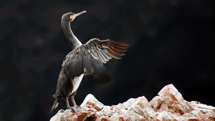 Ballestas Islands and Huacachina Oasis Half-Day Tour - Pisco Tasting in Ica