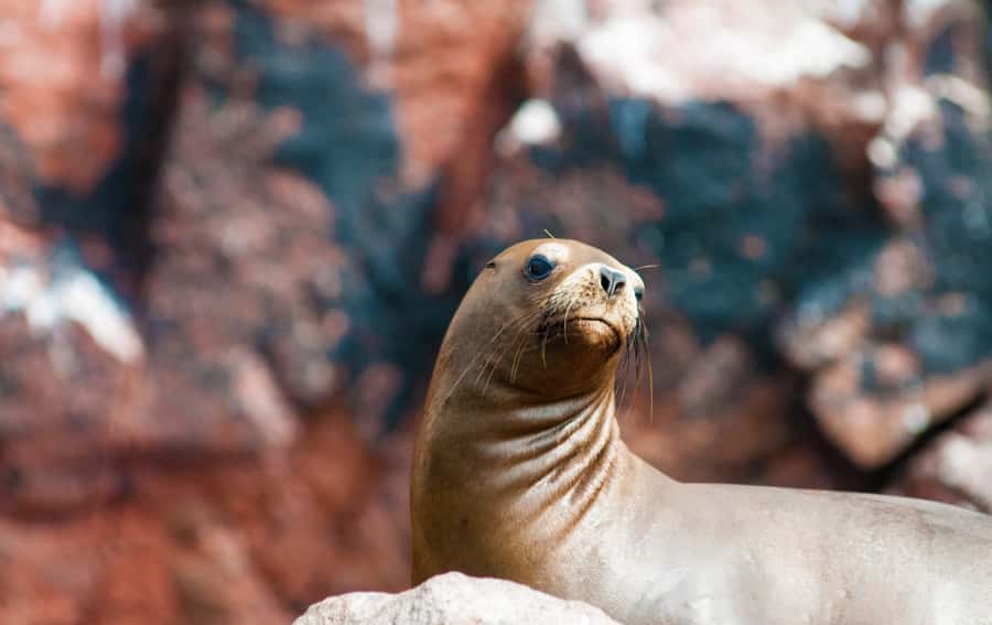 Ballestas Islands and Huacachina Oasis Half-Day Tour - Is the $118 Price Good Value?