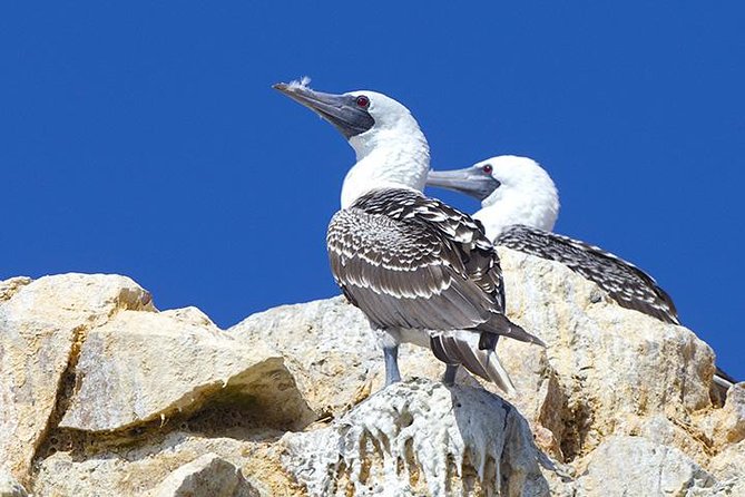 Ballestas Islands from San Martin Port CRUISESHIP TERMINAL - What the $50 price includes