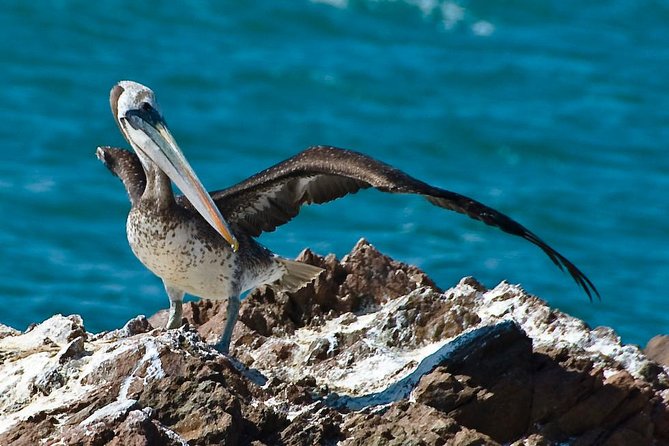 Ballestas Islands Group Tour from Paracas - From the Paracas office to the marina