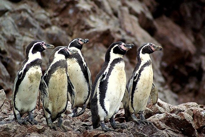 Ballestas Islands Group Tour from Paracas - The Candelabra appears on the Paracas Peninsula