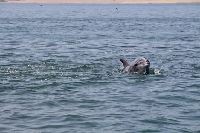 Ballestas Islands Group Tour from Paracas - Caves depend on the sea