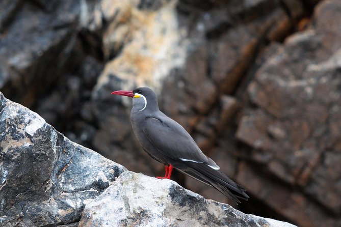 Ballestas Islands Group Tour from Paracas - What the two-hour timing really means