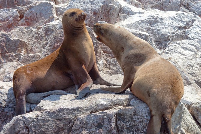 Ballestas Islands Group Tour from Paracas - Reaching the islands by speedboat