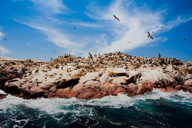 Ballestas Islands & National Reserve of Paracas from Ica - Lagunillas Beach: swimming and lunch